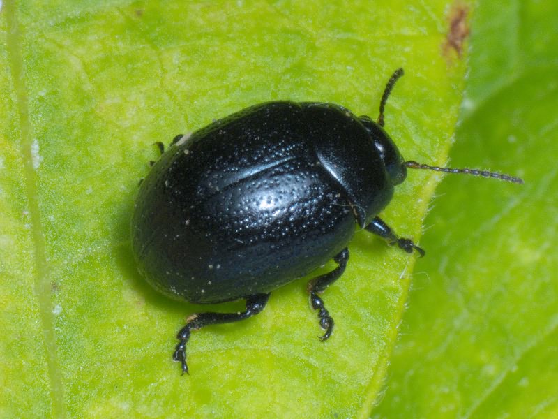 Chrysolina haemoptera (Linnaeus, 1758)